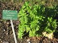 Angelica Archangelica